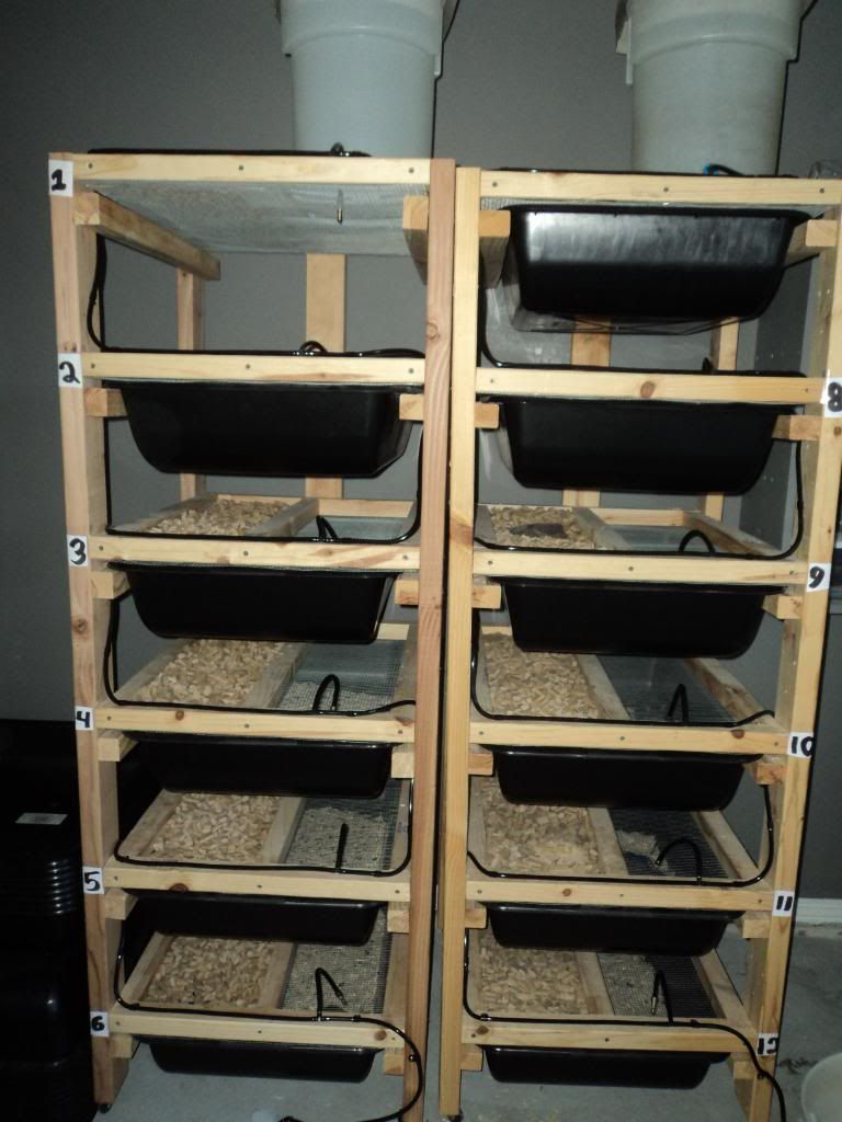 Mice! Pet Mice Forum